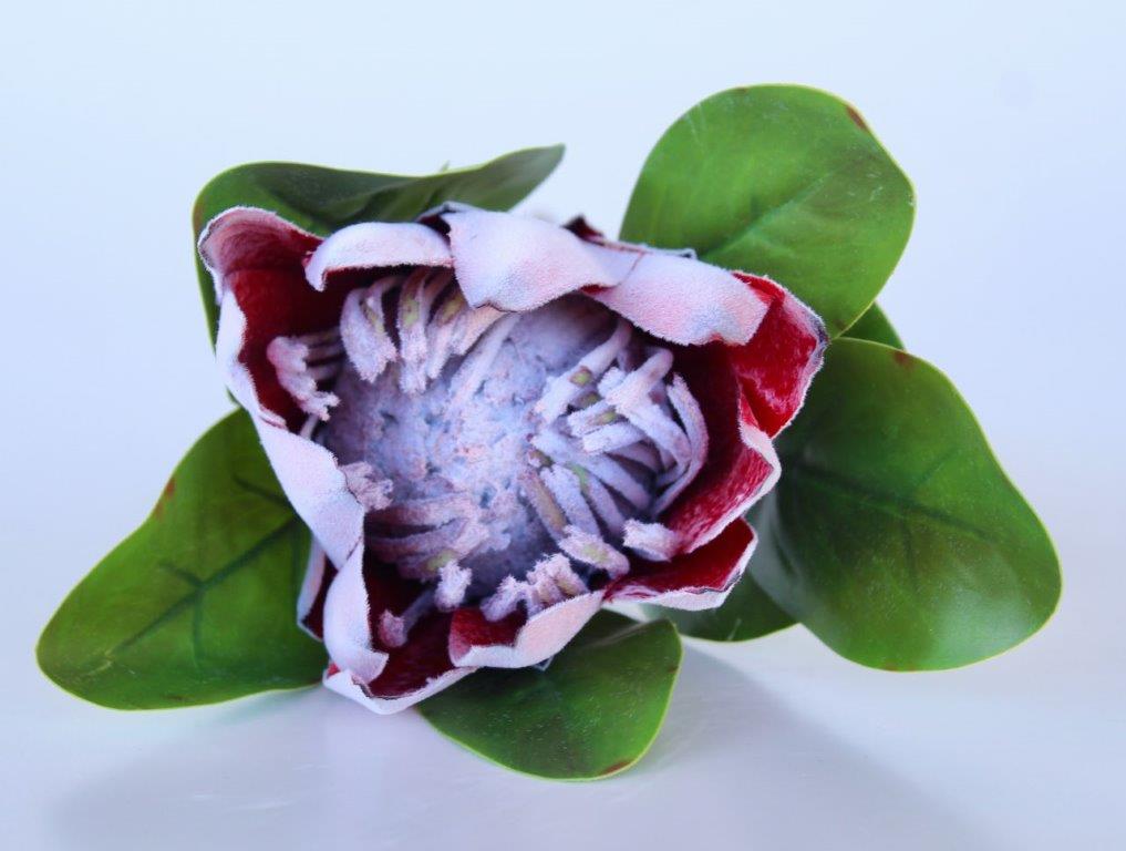 Medium Protea Stem